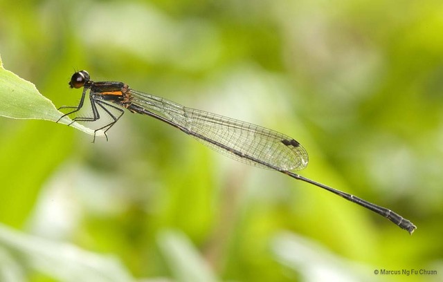 Prodasineura humeralis • © Marcus Ng Fu Chuan • All Rights Reserved