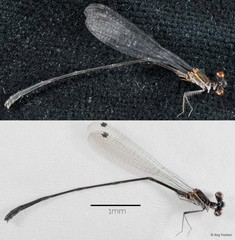 Prodasineura humeralis • © Ang Yuchen • All Rights Reserved