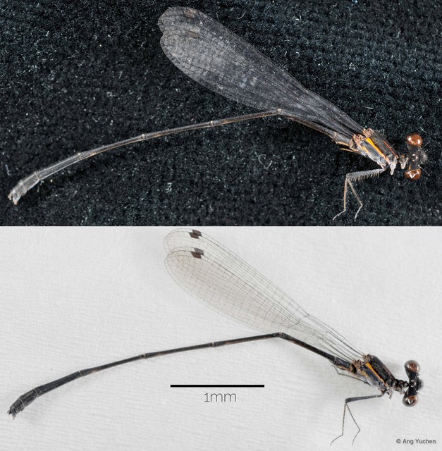 Prodasineura humeralis