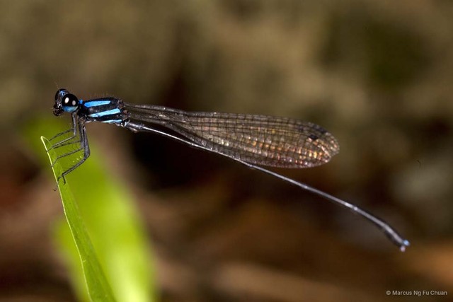 Prodasineura interrupta • © Marcus Ng Fu Chuan • All Rights Reserved