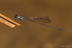 Prodasineura notostigma (Selys, 1860)