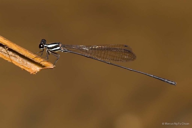 Prodasineura notostigma • © Marcus Ng Fu Chuan • All Rights Reserved