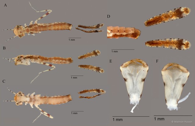 Prodasineura notostigma