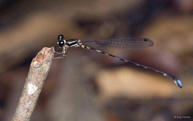 Drepanosticta quadrata