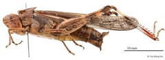 Aiolopus thalassinus tamulus