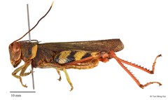 Apalacris varicornis • © Tan Ming Kai • All Rights Reserved