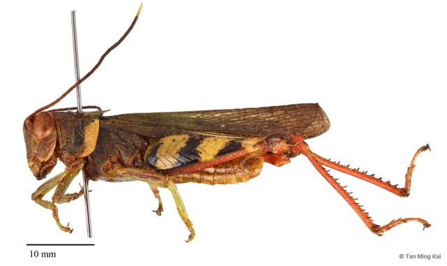 Apalacris varicornis