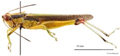 Gesonula mundata mundata