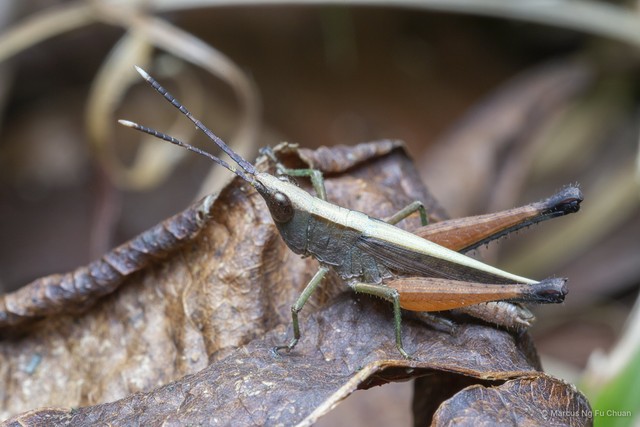 Phlaeoba antennata • © Marcus Ng Fu Chuan • All Rights Reserved