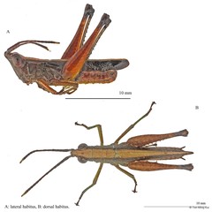 Phlaeoba antennata • © Tan Ming Kai • All Rights Reserved