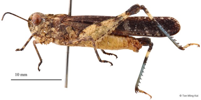 Pternoscirta caliginosa • © Tan Ming Kai • All Rights Reserved