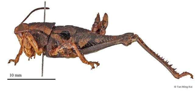 Sedulia specularia