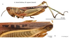 Spathosternum prasiniferum (Walker, 1871)