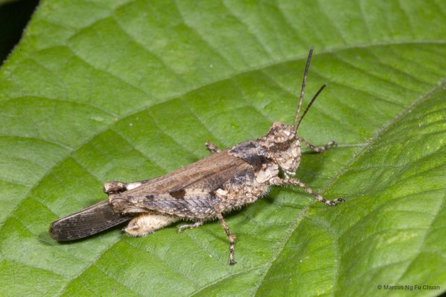 Trilophidia annulata