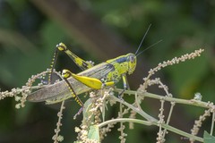 Valanga nigricornis