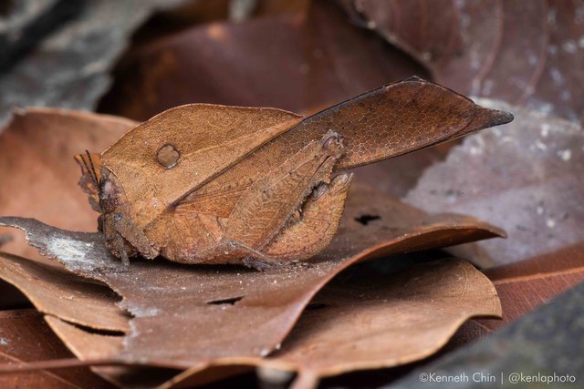 Chorotypus sp. "acc33dd6" • © Kenneth Chin • All Rights Reserved