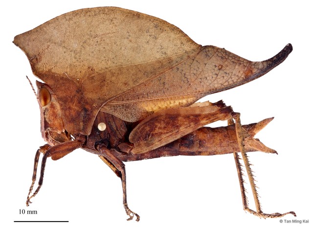Chorotypus biemarginatus • © Tan Ming Kai • All Rights Reserved