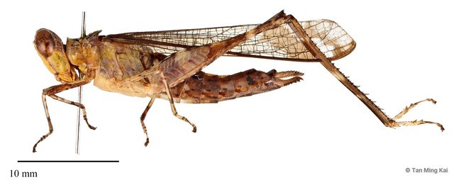 Erucius sp. "cf. apicalis" • © Tan Ming Kai • All Rights Reserved