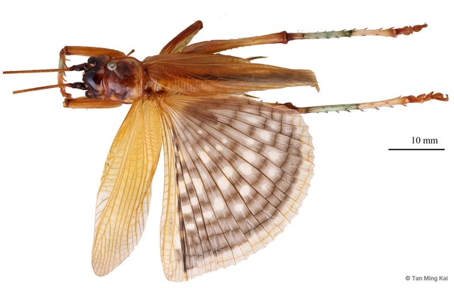 Gryllacris sp. "1" • © Tan Ming Kai • All Rights Reserved