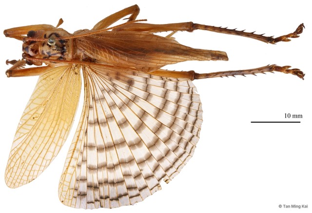 Gryllacris sp. "cf. signifera 1" • © Tan Ming Kai • All Rights Reserved