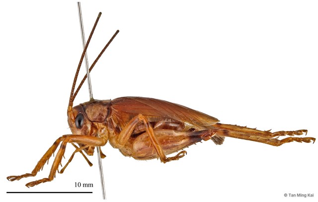 Otidiogryllacris sp. "1" • © Tan Ming Kai • All Rights Reserved