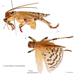 Prosopogryllacris sp. "1"