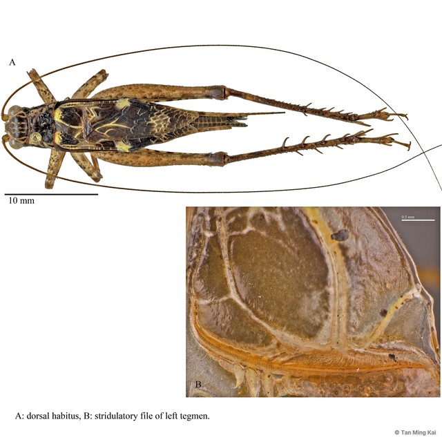 Cardiodactylus admirabilis • © Tan Ming Kai • All Rights Reserved