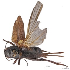 Gryllus (Gryllus) bimaculatus