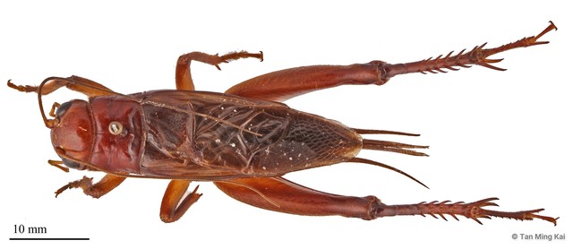 Gymnogryllus malayanus