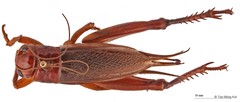 Gymnogryllus malayanus • © Tan Ming Kai • All Rights Reserved