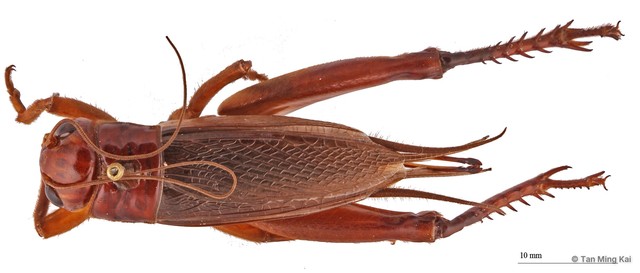 Gymnogryllus malayanus • © Tan Ming Kai • All Rights Reserved