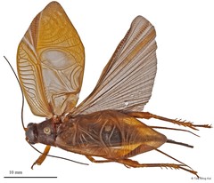 Itara (Phormincter) johni Gorochov, 1997