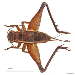 Lebinthus luae