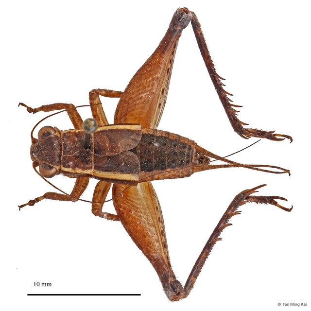 Lebinthus luae • © Tan Ming Kai • All Rights Reserved