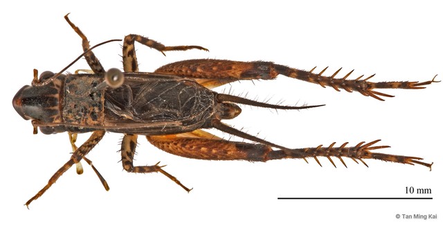 Loxoblemmus (Loxoblemmus) parabolicus • © Tan Ming Kai • All Rights Reserved