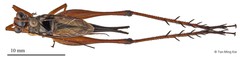 Nisitrus malaya