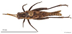 Pentacentrus sp. "1"