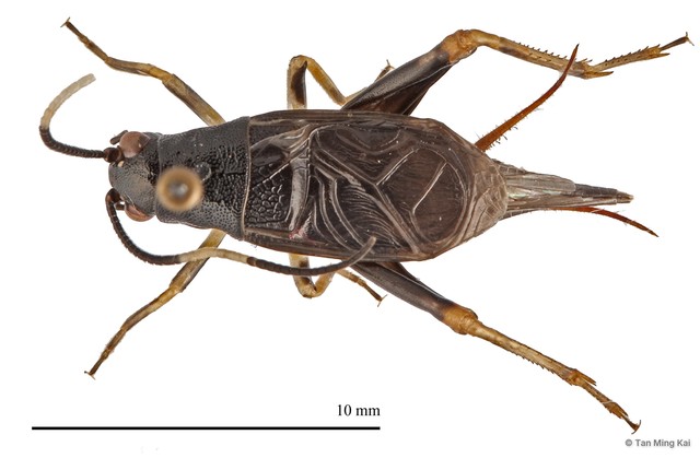 Sclerogryllus sp. "1" • © Tan Ming Kai • All Rights Reserved