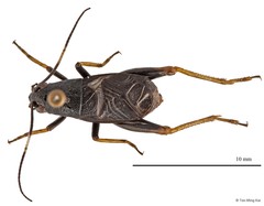 Sclerogryllus sp. "2"