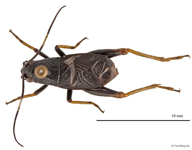 Sclerogryllus sp. "2" • © Tan Ming Kai • All Rights Reserved