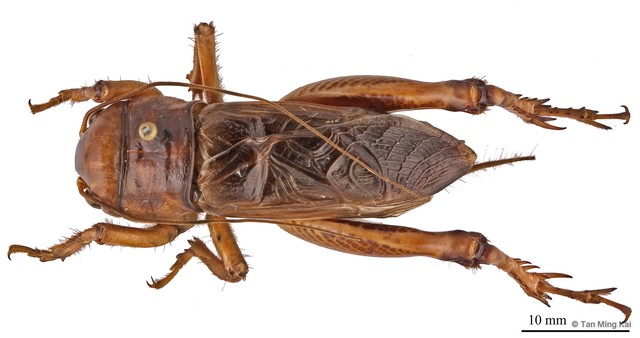Tarbinskiellus portentosus • © Tan Ming Kai • All Rights Reserved