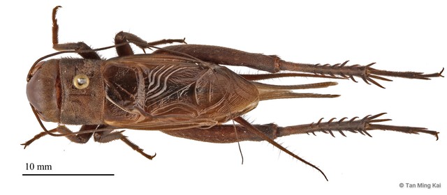 Teleogryllus sp. "1" • © Tan Ming Kai • All Rights Reserved