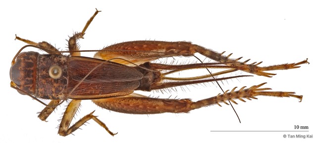 Velarifictorus aspersus • © Tan Ming Kai • All Rights Reserved