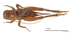 Velarifictorus aspersus • © Tan Ming Kai • All Rights Reserved