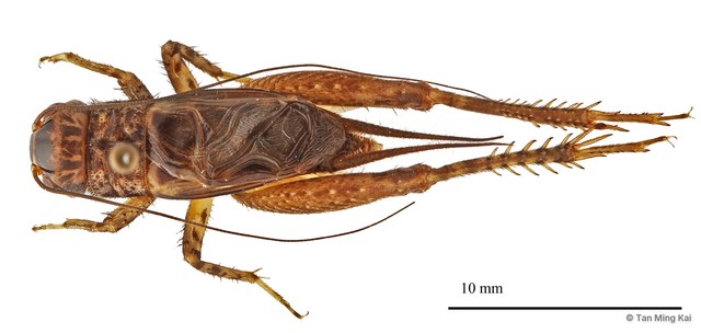 Velarifictorus aspersus