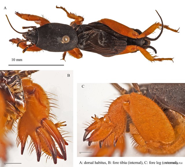 Gryllotalpa fulvipes • © Tan Ming Kai • All Rights Reserved