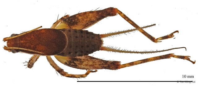 Apterornebius sp. "cf. chong" • © Tan Ming Kai • All Rights Reserved