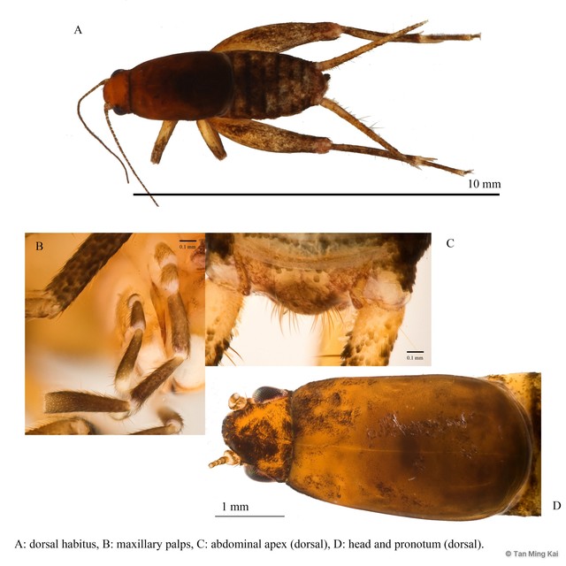 Cycloptiloides timah • © Tan Ming Kai • All Rights Reserved