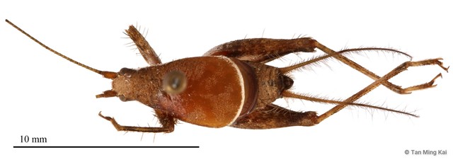 Ectatoderus angusticollis • © Tan Ming Kai • All Rights Reserved