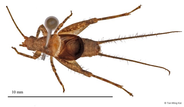 Ornebius sp. "cf. pullus" • © Tan Ming Kai • All Rights Reserved